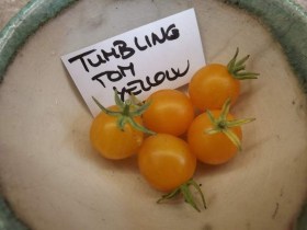 Tumbling Tom Yellow paradicsom - Paradicsom különlegességek az Egzotikus Növények Stúdiója kínálatából